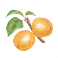 apricot_18053923_M